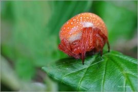 <p>KŘIŽÁK NAČERVENALÝ (Araneus alsine) Šluknovsko - Jiříkov, kopec ---- /strawberry spider - Sumpfkreuzspinne/</p>